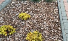 IMG_0001_Easy-Resize.com